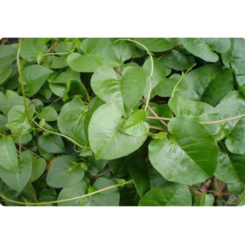 

Daun binahong segar 500gr Rempah_herbalCo