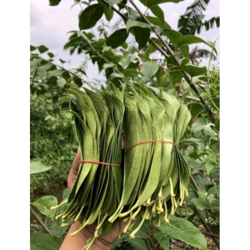 

daun cincau hijau/ kipanas 250 gram fress herbal Rempah_herbalCo