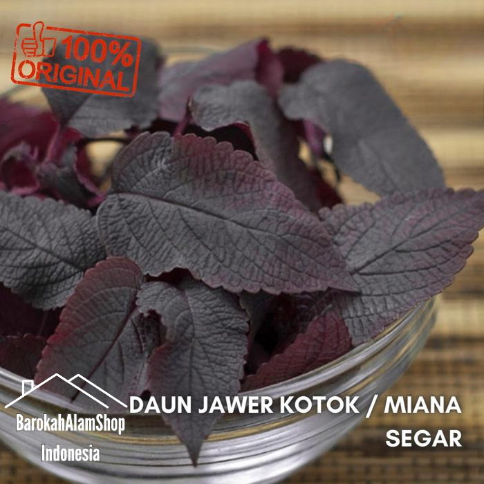 

Terlaris daun miana/daun iler/daun jawer kotok segar(25 lembar) herbal tradisional