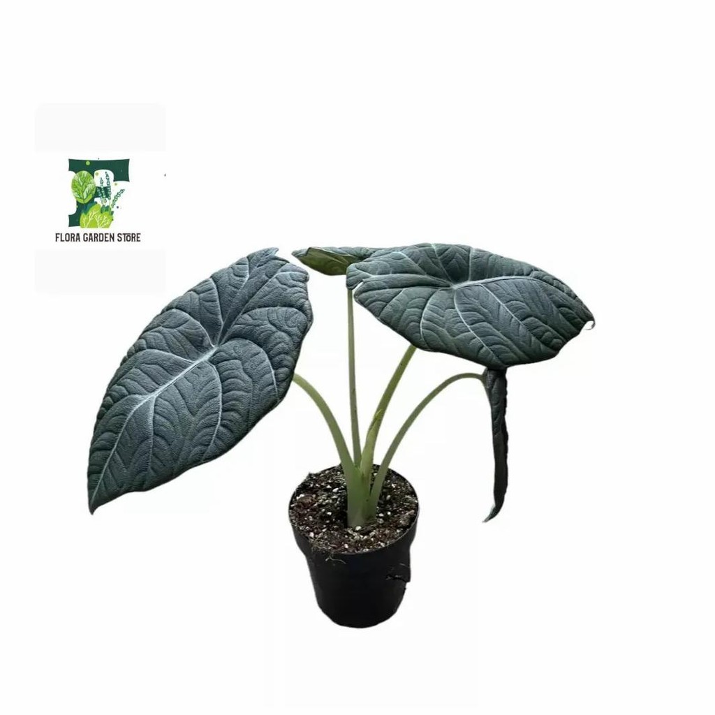 Tanaman Hias Alocasia Maharani - Alocasia Maharani - Alocasia