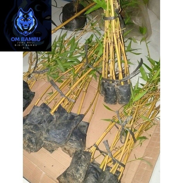 Bibit Bambu Kuning, bambu pagar hiasan, dekorasi taman, bambu unik