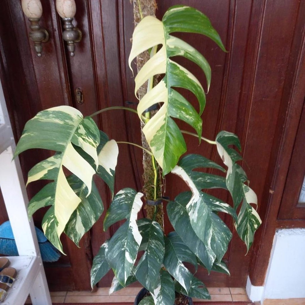 Tanaman ahias Epipremnum Pinnatum Varigata Size Besar - Monstera Var