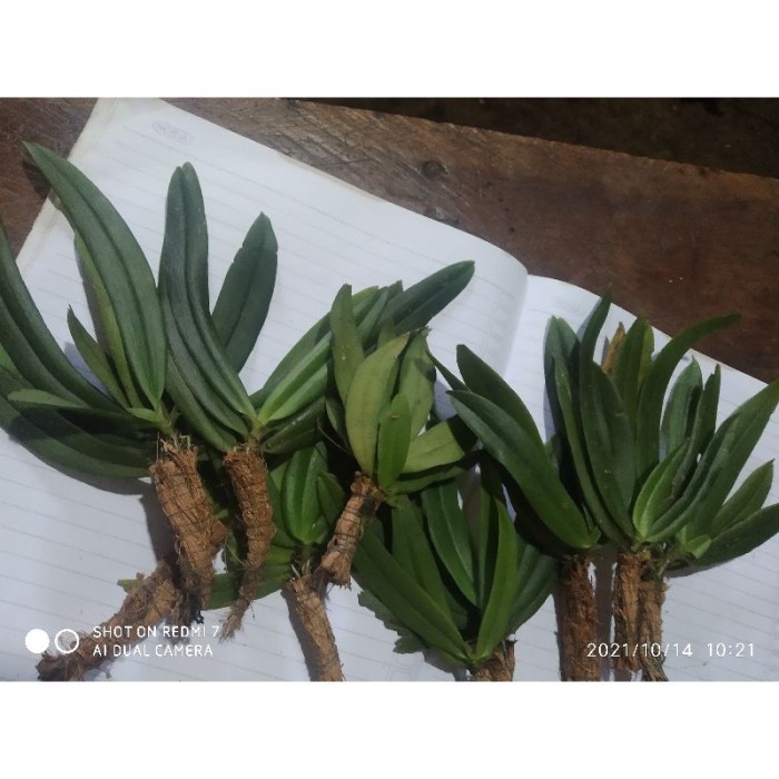 

silahkan COD paket 10 plant,anggrek grosaurdiya anggrek miniwangi ukuran dewasa Terlaris .