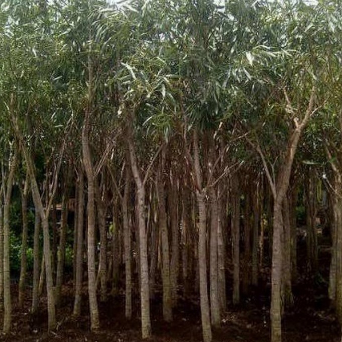 Jual Pohon Tabebuya 3 meter Bunga Kuning/ungu/pink