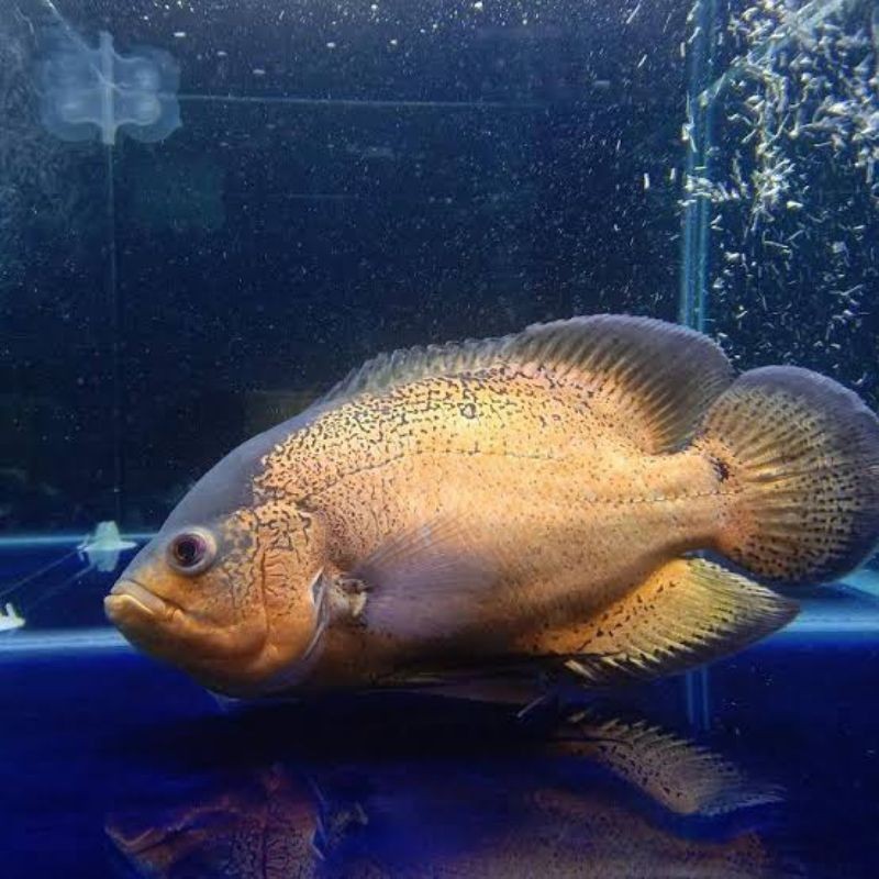 ikan oscar tembaga 6-8 cm cichlit
