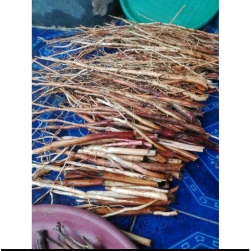 

akar pinang jambe segar herbal buat kesehatan 1 kg Herbal COD