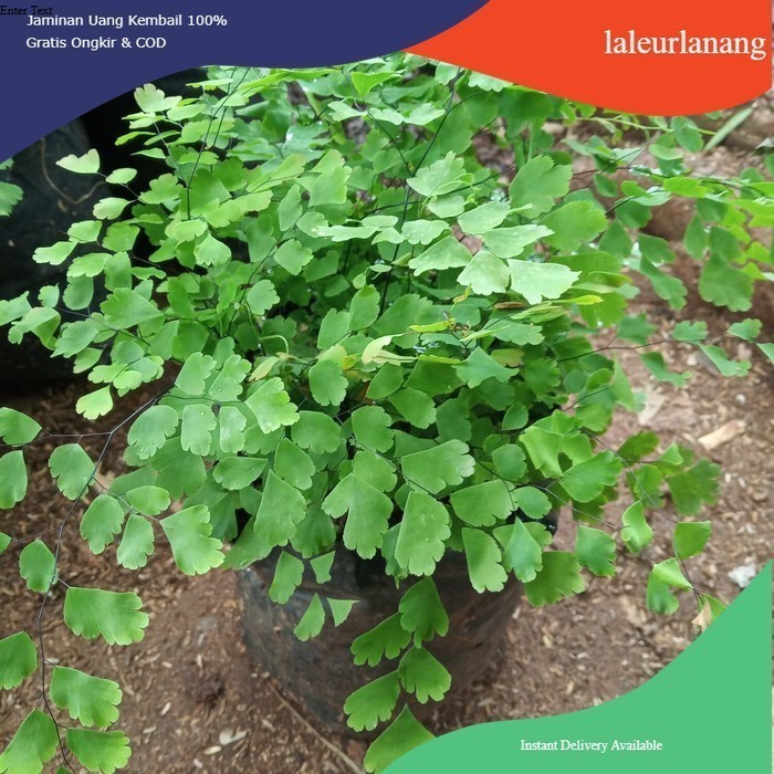 SUPLIR, suplir tanaman hias pohon gantung langka murmer @ahmadanggrek Herbal COD