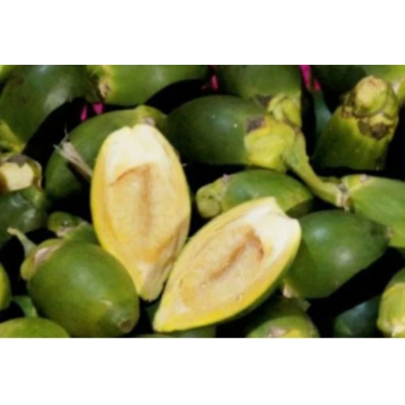 

New 1kg buah pinang Jambe muda fress-obat herbal segar Herbal COD