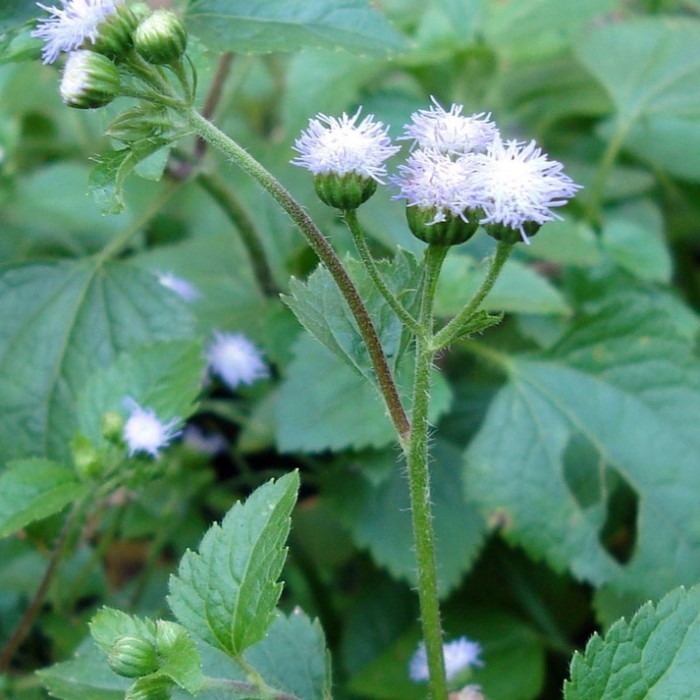 

250Gram Daun Babadotan segar baru dipetik