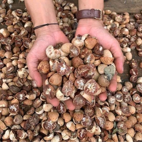 

Buah Pinang Kering Asli Herbal 500 Gram