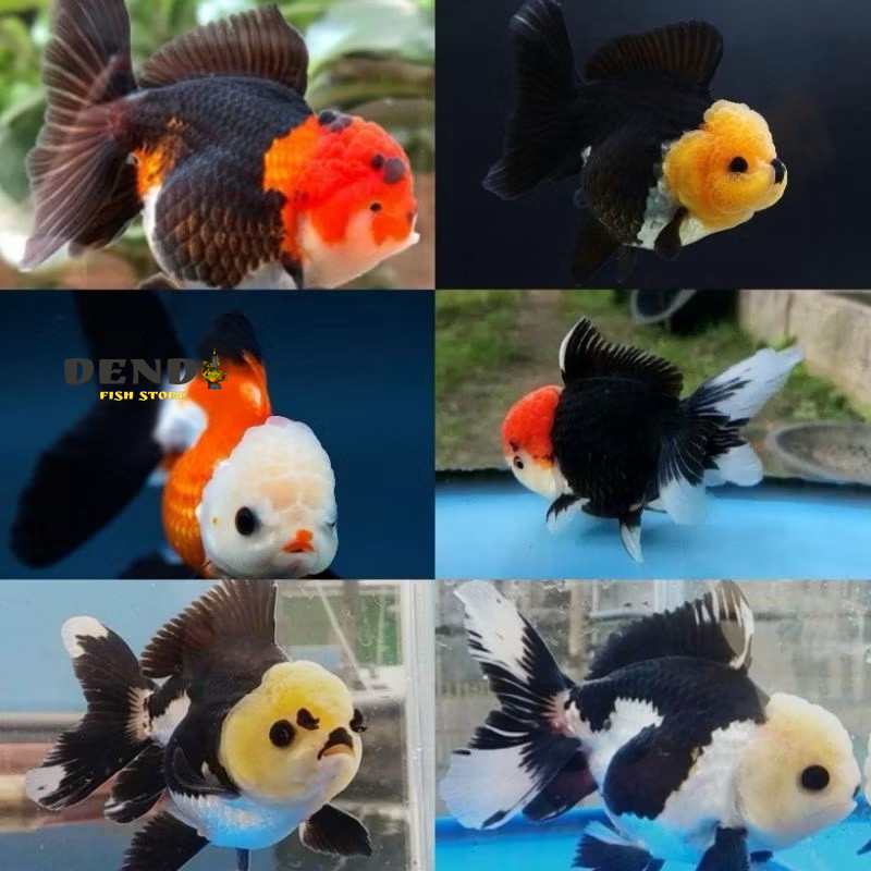 

oranda panda & treecolor grade A+ paket ISI 2 ekor 6-8 CM