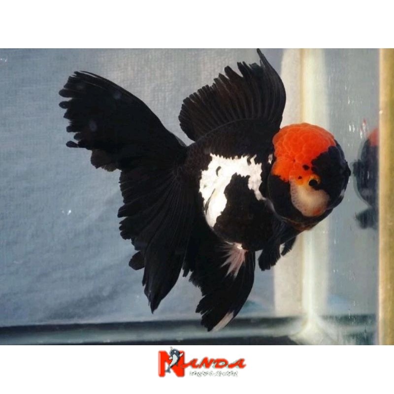 Ikan Hias Mas Koki Oranda 3Colour Shortbody pilihan Grade Fancy Quality