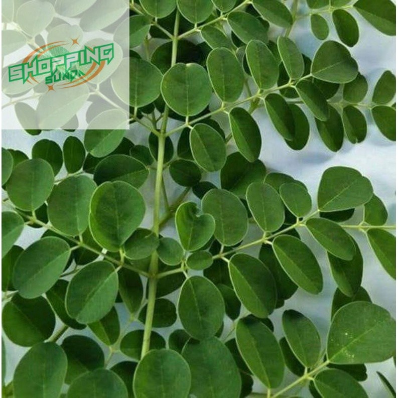 

daun kelor segar presh lnangsung di petik dari pohon nya 100 gram