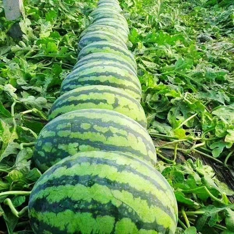 TELAH HADIR BENIH SEMANGKA MERAH MADE F1 SPESIAL benih unggul tanaman semangka merah