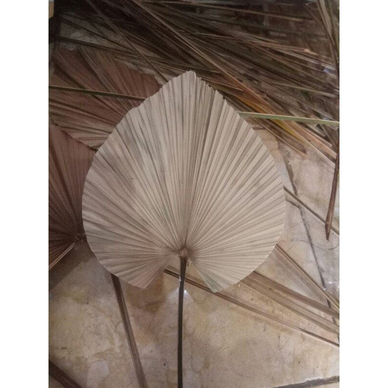 DAUN PALEM JUMBO 35 CM DAUN PALEM KERING UKURAN   untuk dekorasi pesta dan hiasan rumah
