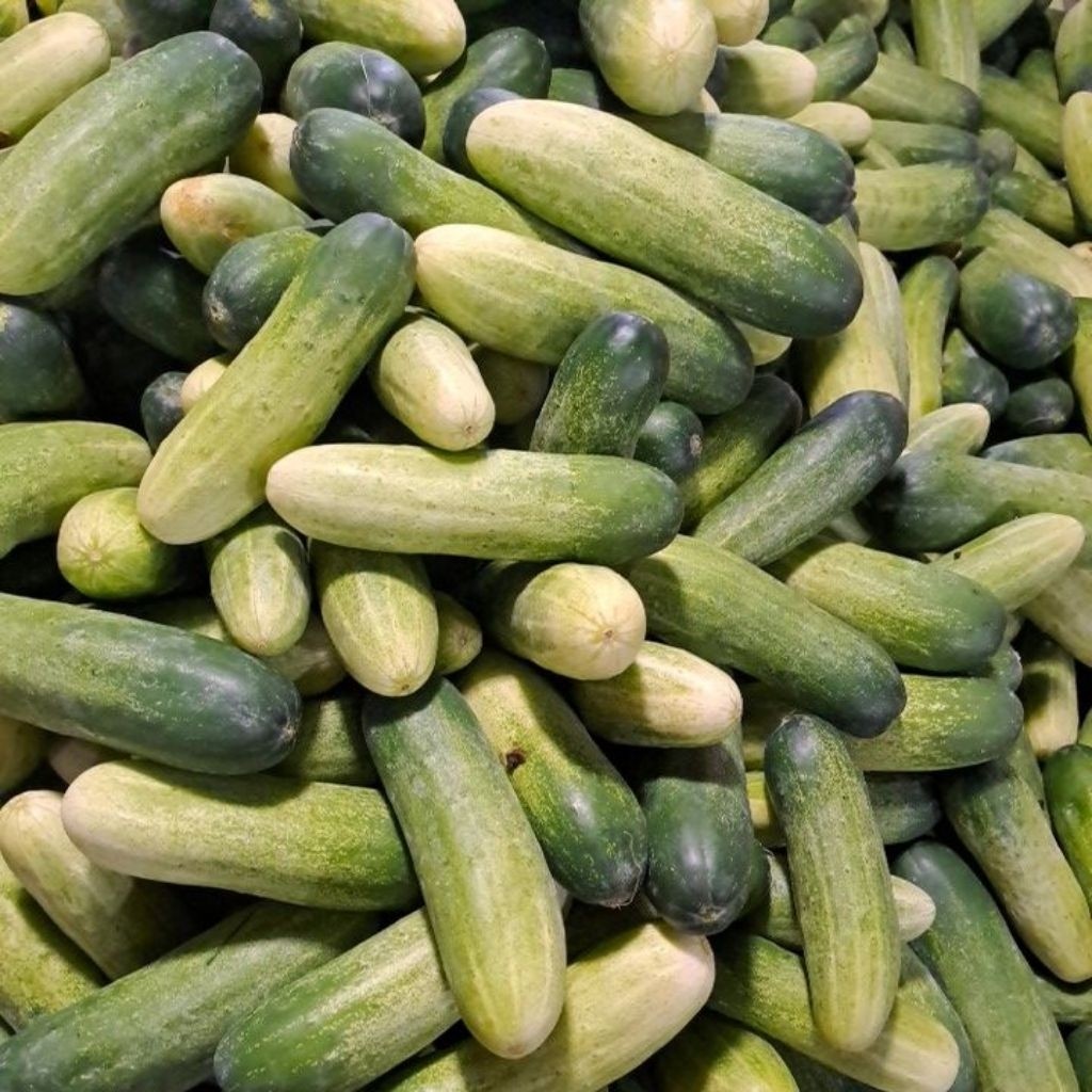 

Bonteng Timun Murah Bandung