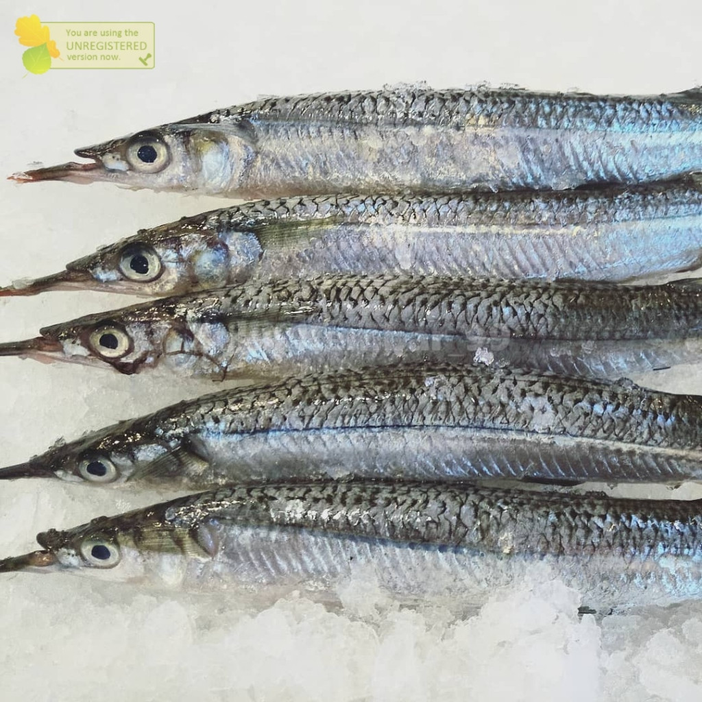 

Ikan Segar 1Kg Ukan Julung Ikan Julung Kacang Kacang