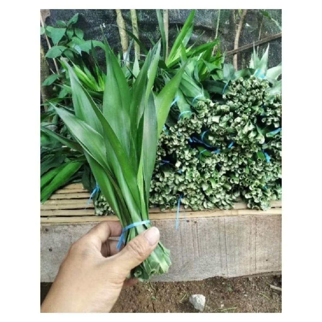 

daun suji segar isi 30 lembar