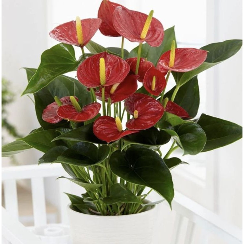 Tanaman Anthurium Mickey Mouse Bunga Merah - Anthurium Mickey Mouse