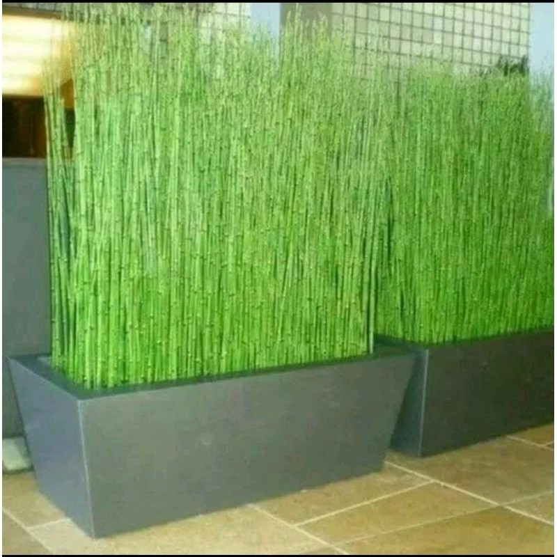 NEW PRODUK PROMO!!! Tanaman Bambu air + pot panjang / pohon bambu air + pot panjang TERLARIS