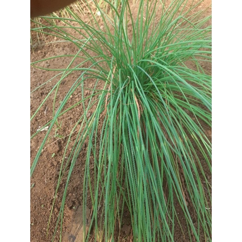 

Redy Bawang Kuncay' bawang rambut 500 gr