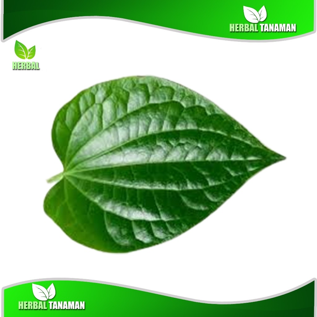 

Daun sirih segar per 1 lembar termurah