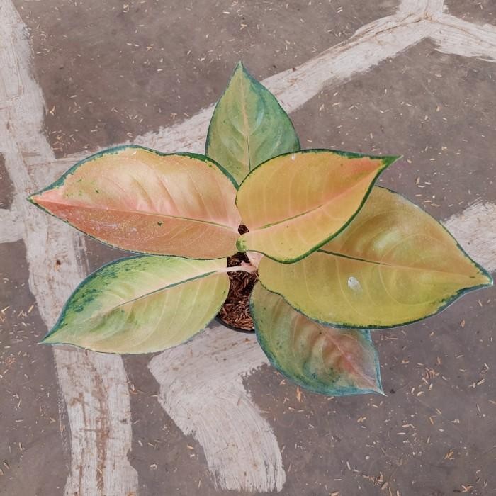 Aglonema Sultan Brunei - Aglo - Aglonema Termurah