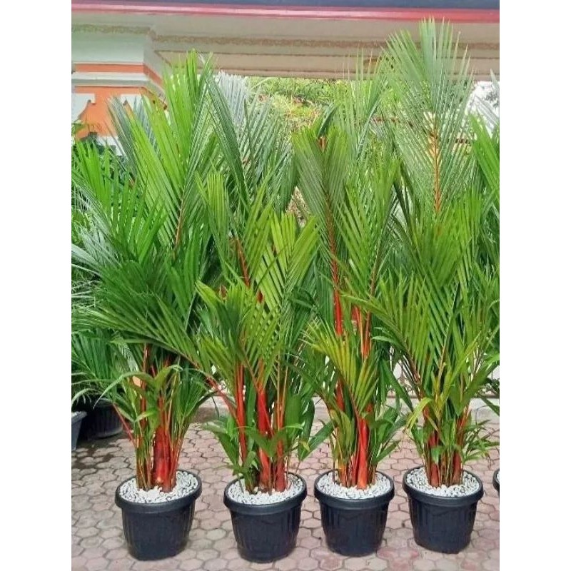 Tanaman Pohon Palem Merah - Tanaman Hias Palem - Tanaman Palem Merah