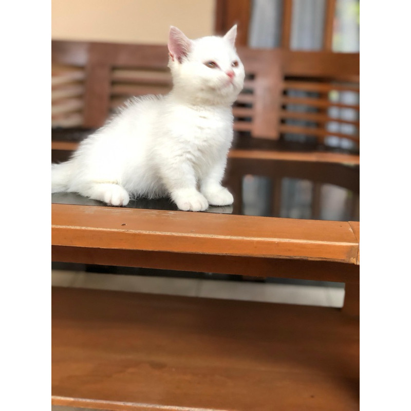 bsh munchkin jantan kucing kitten white solid