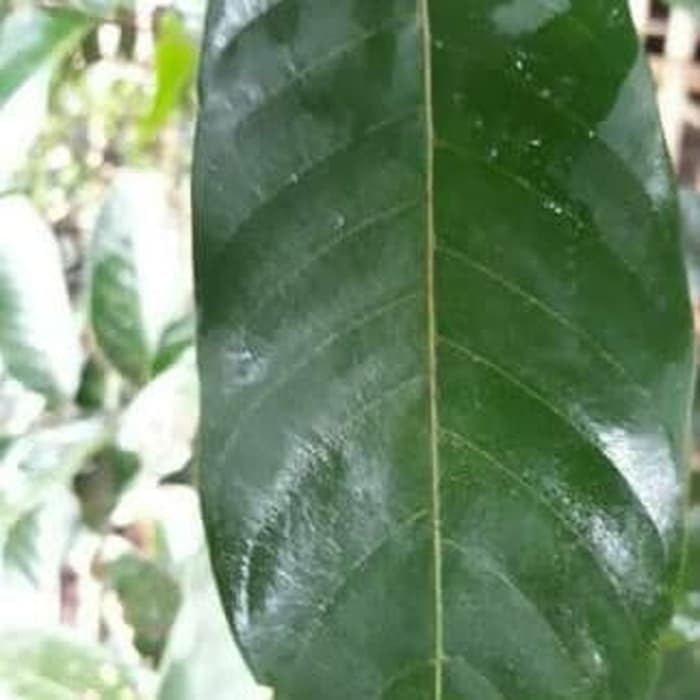 

Daun rambutan kering