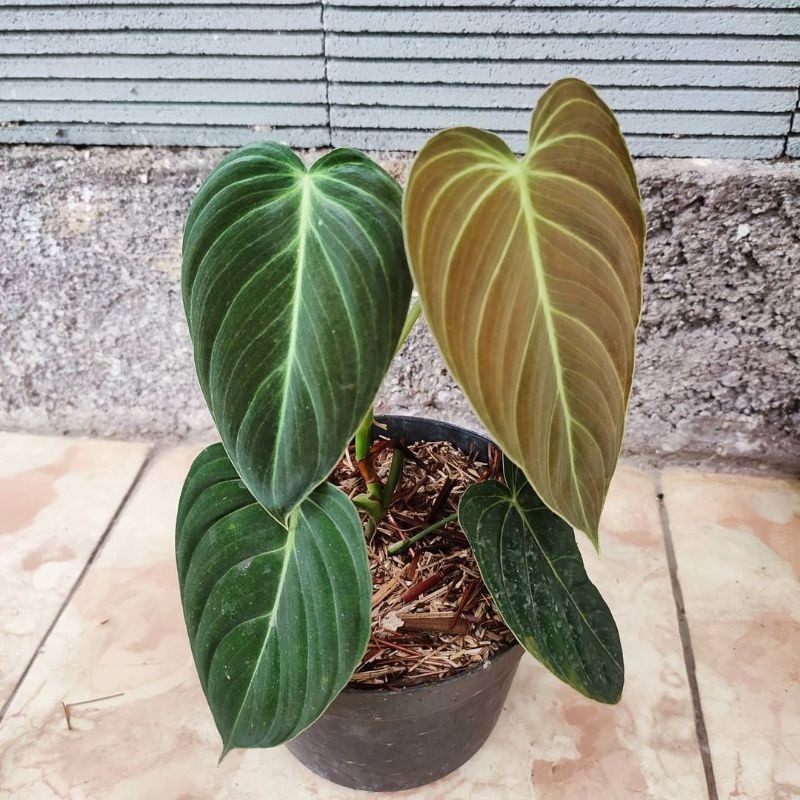 Tanaman hias philodendron melano - philodendron melano