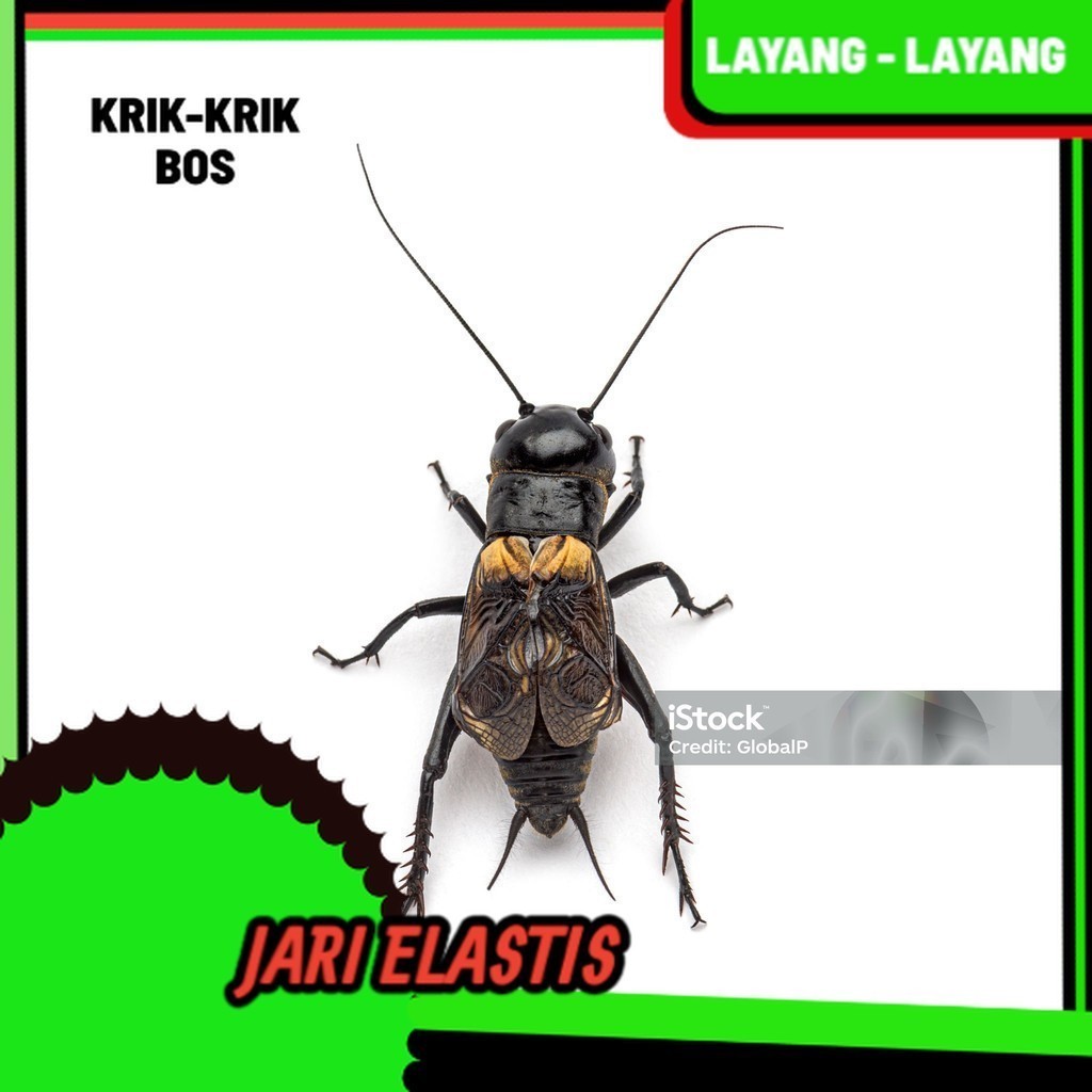 JANGKRIK ( SUPER BESAR ) ukuran besar jangkrik aduan super dari alam liar SUPER NYERENTENG ,