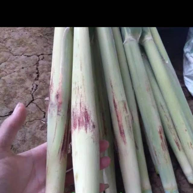 

promo turubuk sayur Tebu Endong Terubuk 1 kg