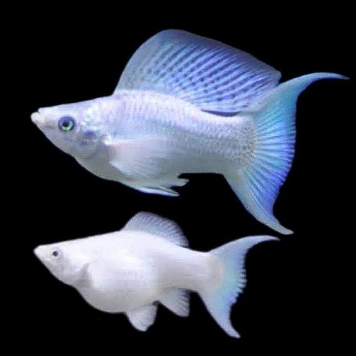 Molly Platinum / Ikan Hias Aquascape Air Tawar / Molly Putih
