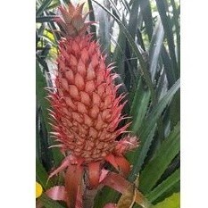 

Jual helbal Nanas merah muda segar herbal pelancar haed per 1