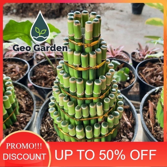 bambu sri rejeki tanaman bambu hoki