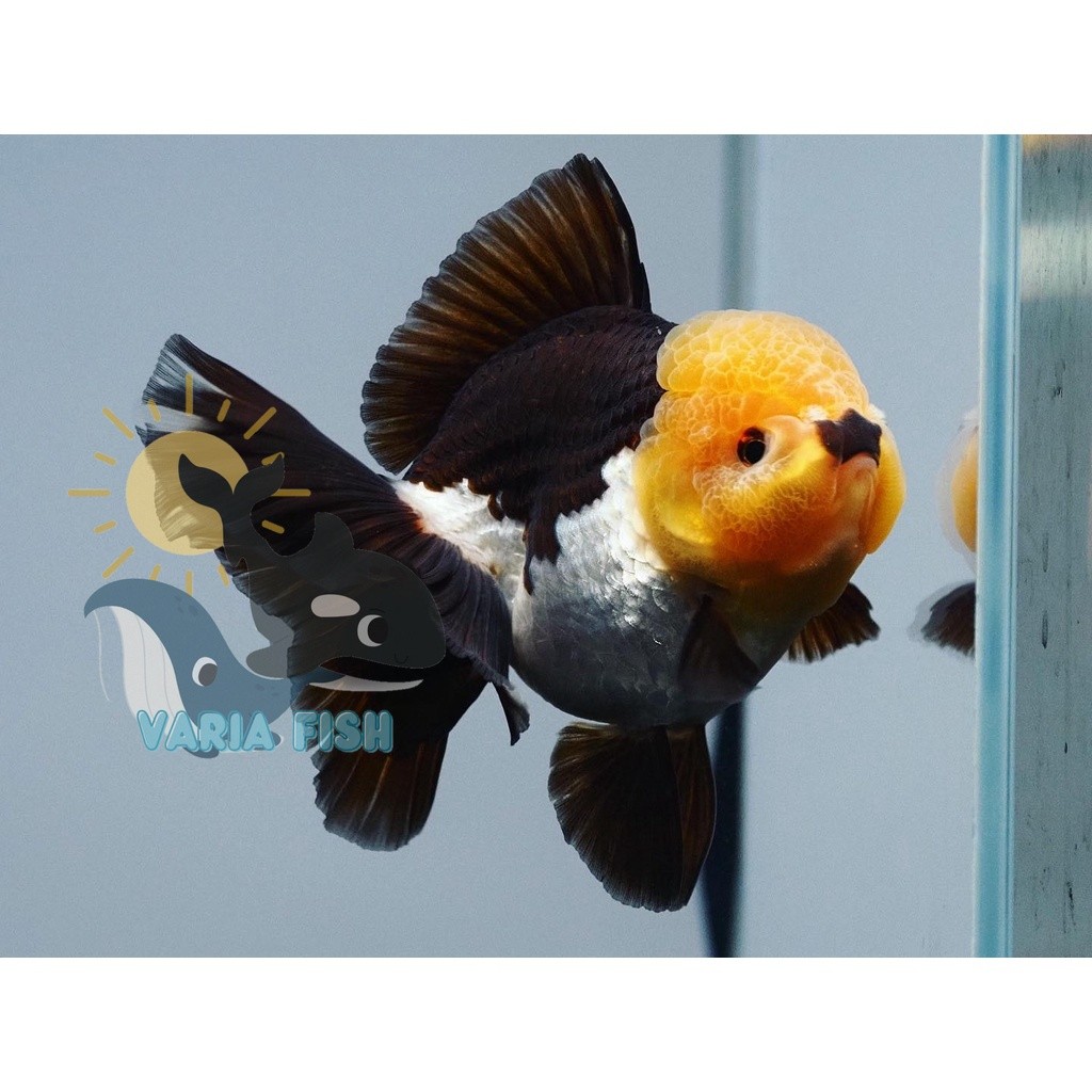hiasan aquarium bigsale Oranda panda / ikan mas koki oranda panda / ikan hias aquarium