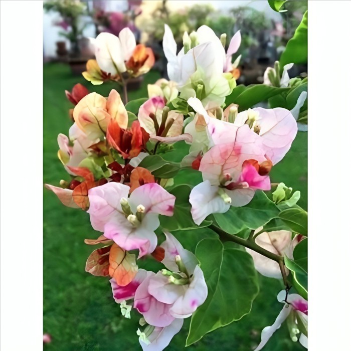 TANAMAN HIAS BUGENVIL BUNGA KERTAS CITRA BATIK//BUNGA KERTAS TERLARIS