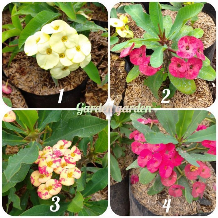 PAKET 4 TANAMAN HIAS EUPHORBIA IMPORT//EUPHORBIA CANTIK - BUNGA HIAS EPORBIA - BUNGA HIAS HIDUP