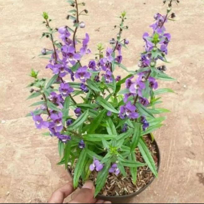 Tanaman pengusir nyamuk lavender