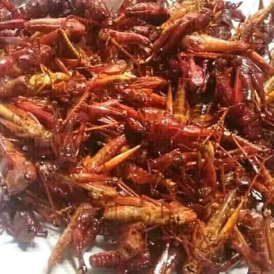 

Best- belalang goreng