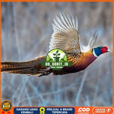 Telur ayam ringneck pheasant green / telur ayam hias fertil siap cod UD_GOBIT_ID