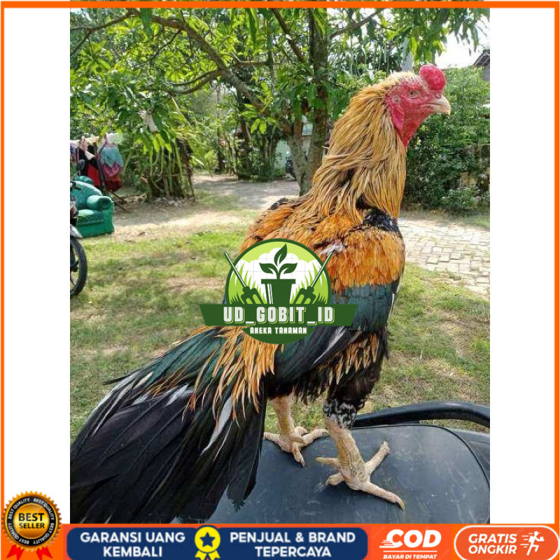 

TELUR FERTIL AYAM BANGKOK KLASIK JUMBO UNTUK DI TETASKAN UD_GOBIT_ID