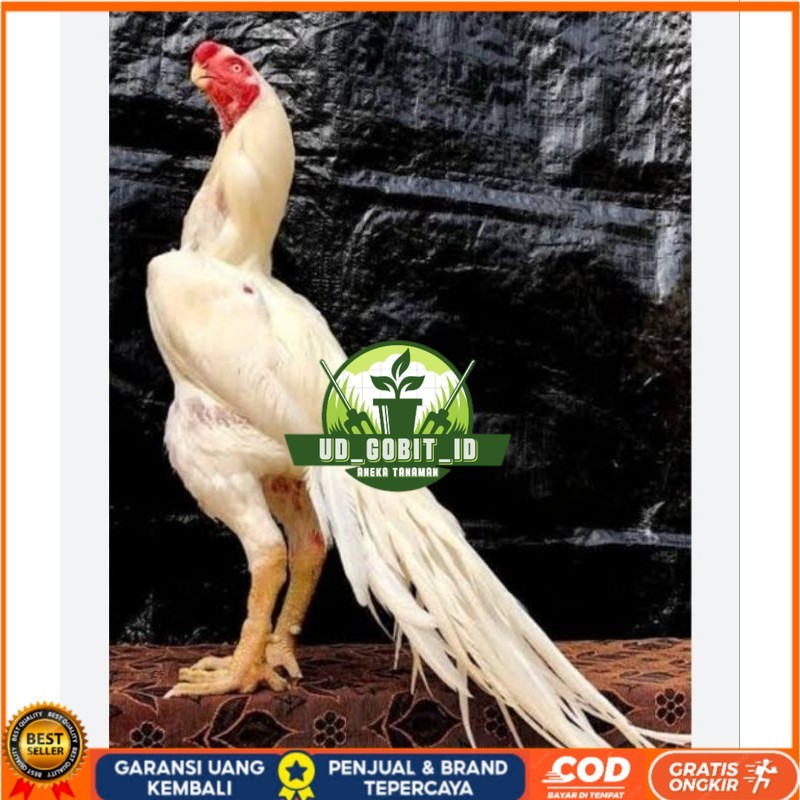 

TELUR AYAM HIAS ASEEL ORI UNTUK DI TETASKAN UD_GOBIT_ID