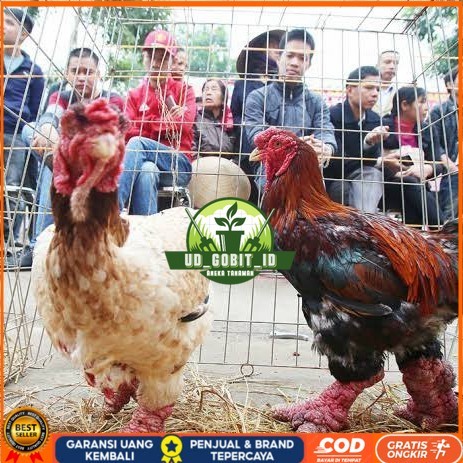 

Telur ayam dong tao / telur ayam hias / telur fertil siap tetas UD_GOBIT_ID