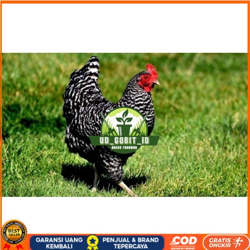 

TELUR AYAM KUNTARA UNTUK DI TETASKAN UD_GOBIT_ID