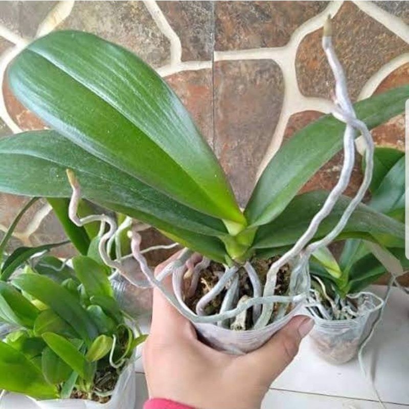 anggrek bulan dewasa pasca bunga