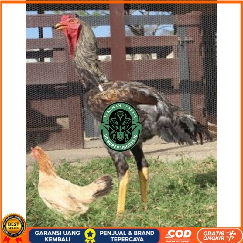 

TELUR AYAM AHMAD GIGANTE UNTUK DI TETASKAN UD_SUPER_UNGGUL_ID