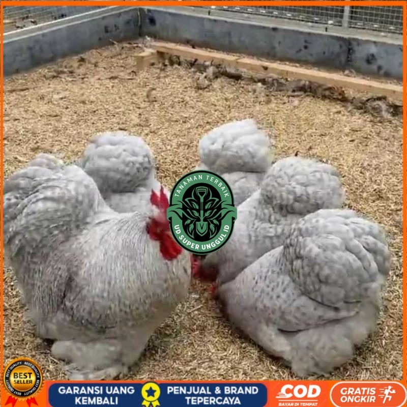 

TELUR AYAM BANTAM CHOCIN untuk di tetaskan UD_SUPER_UNGGUL_ID