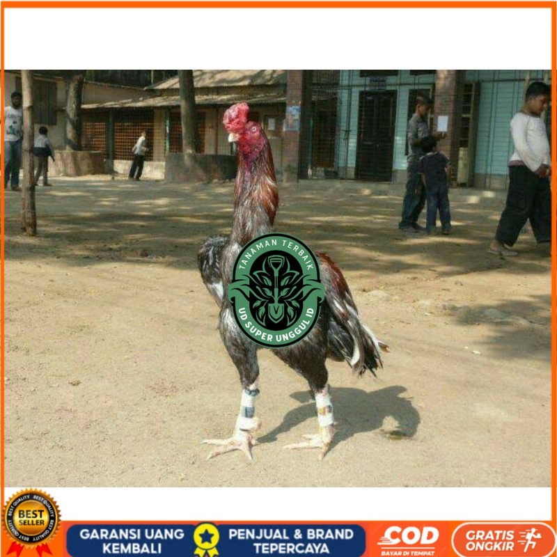 

TELUR AYAM GORDZILLA BIG JUMBO UNTUK DI TETASKAN UD_SUPER_UNGGUL_ID